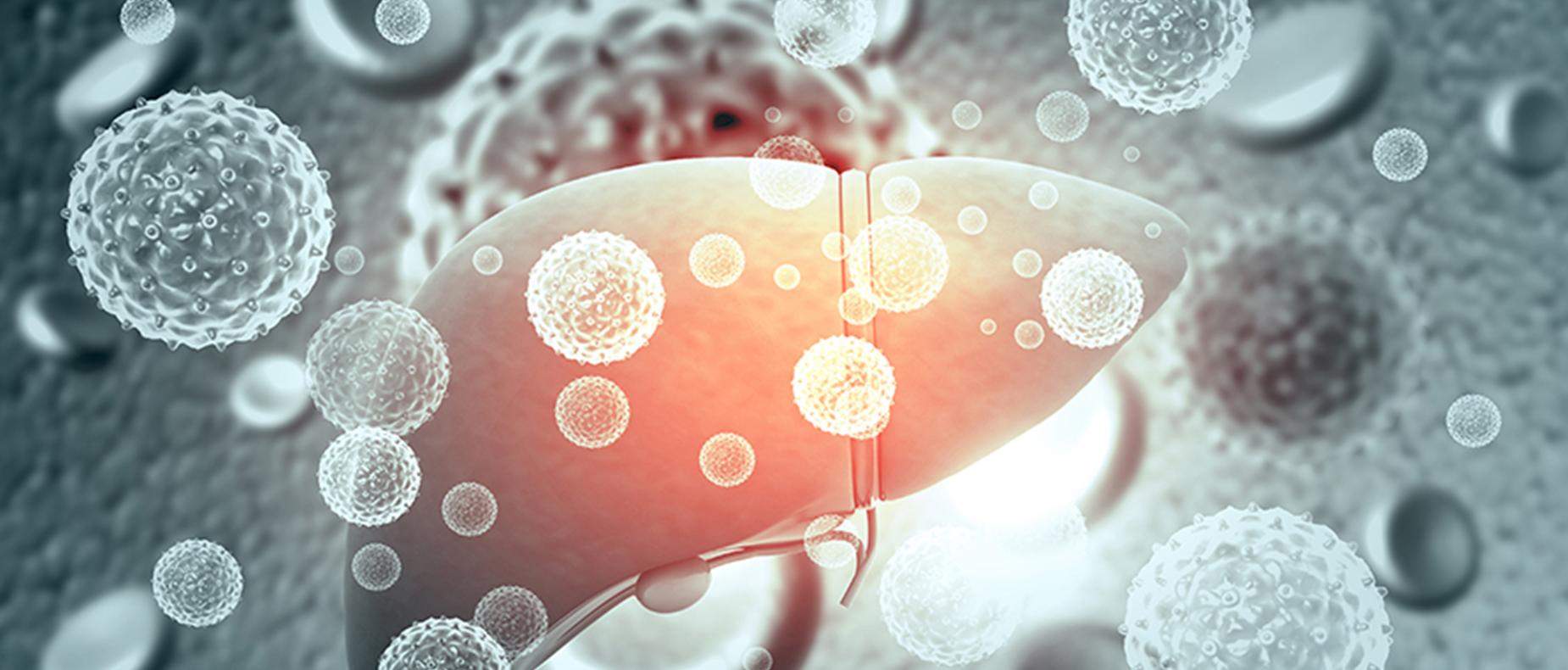 BASL hepatology BASL hepatology